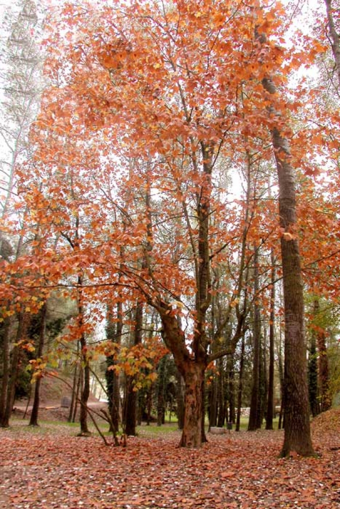 Sant Esteve Sesrovires - Parc Canals i Nubiola 