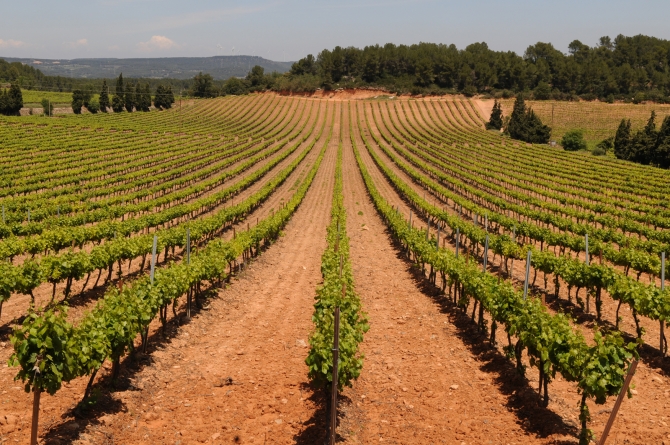 Castell Riudabella Viñedo