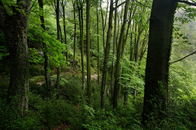 Camí de l'Obaga, Berga