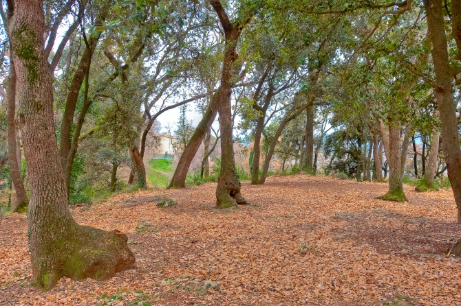 Banyoles bosc de can puig