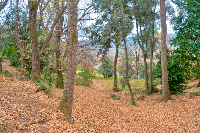 Banyoles bosc de can puig