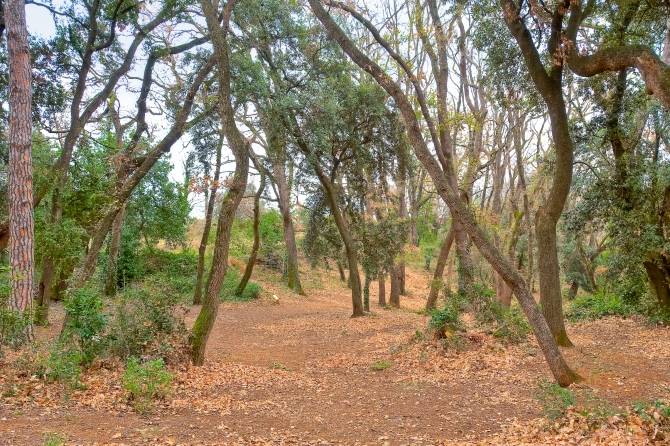 Banyoles bosc de can puig