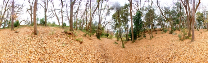 Banyoles bosc de can puig