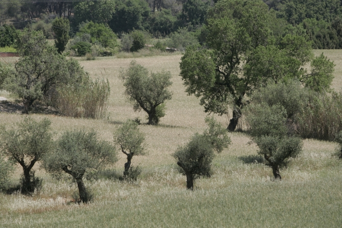 Parc Agrari de Sabadell 