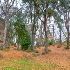 Banyoles bosc de can puig