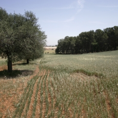 Parc Agrari de Sabadell 