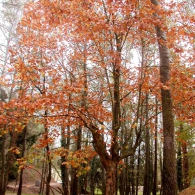 Sant Esteve Sesrovires - Parc Canals i Nubiola 