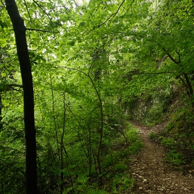 Camí de l'Obaga, Berga