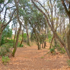 Banyoles bosc de can puig